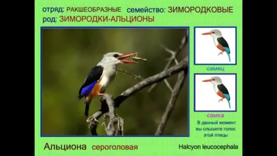 Зимородок. Альциона. Голоса птиц