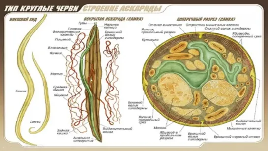 Урок  Тип круглые черви