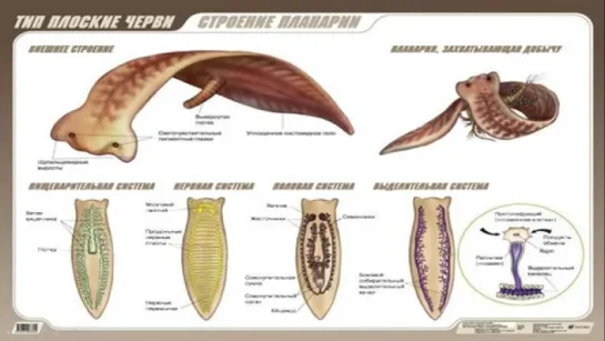 Урок Тип Плоские черви