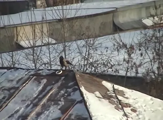 Ворона катается с горки Crowboarding (Crow Snowboarding Roof)