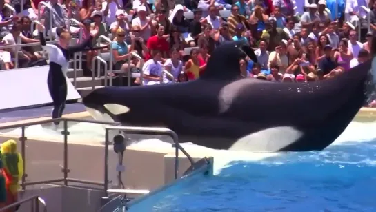 Шоу косаток Seaworld SHAMU.