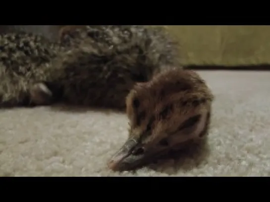 Baby Ostrich slowly falls asleep - SO cute-Страусята устали и медленно засыпают)))