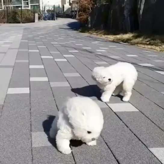 Видео Собака бабака