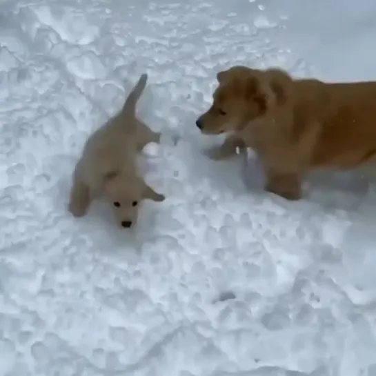 Видео Собака бабака