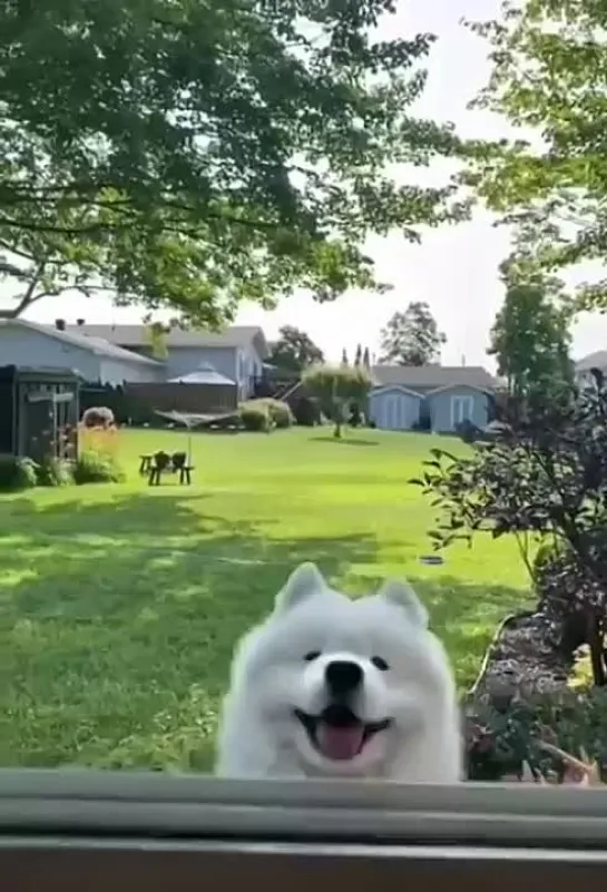 Видео Собака бабака