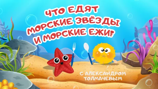 Что едят морские звёзды и морские ежи? С Александром Толмачевым