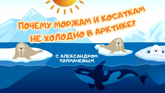 Почему моржам и косаткам не холодно в Арктике? С Александром Толмачевым