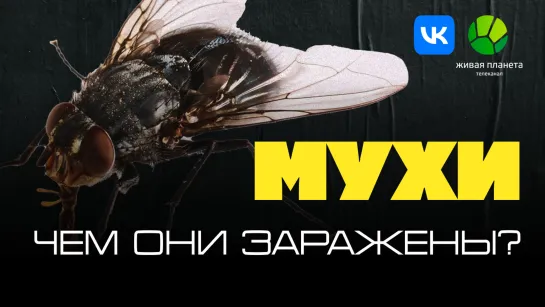 Паразиты | Мухи