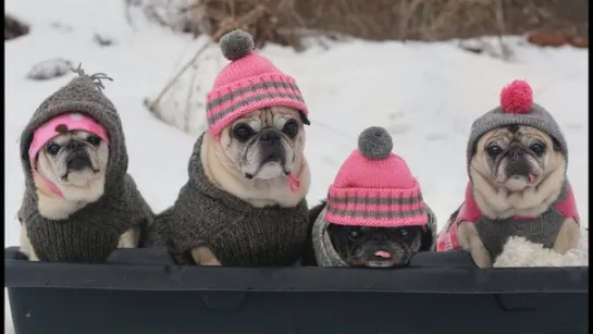 Cutest Pugs Snow Sledding Party