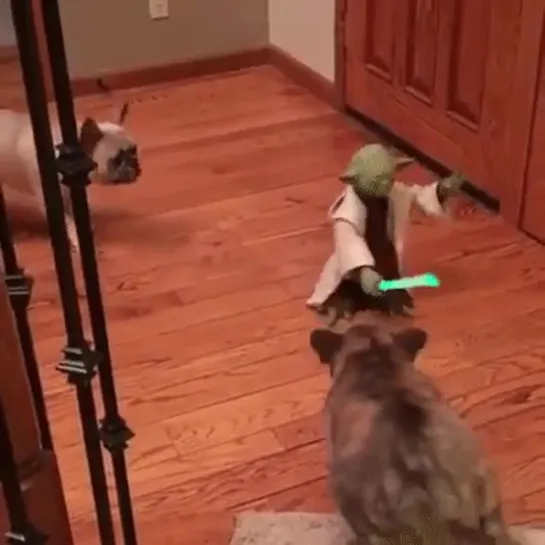 Yoda is surrounded