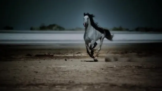 Удивительные скачущие лошади./Amazing_Galloping_Horses_1080p_HD.