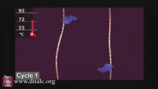 Polymerase Chain Reaction (PCR)