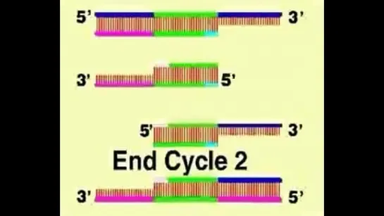 PCR