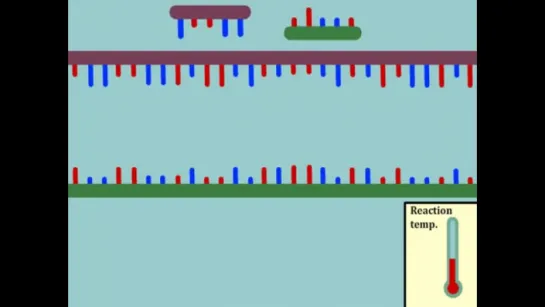 Intro to Polymerase Chain Reaction (PCR) - Multi-Lingual Captions