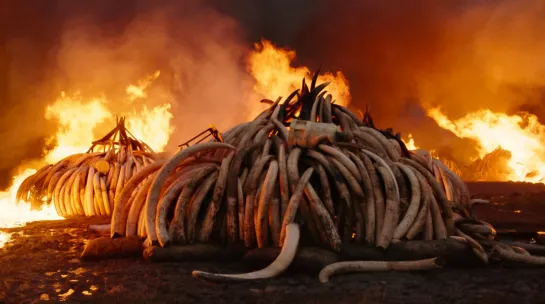 В Кении сожгли 100 тонн слоновой кости