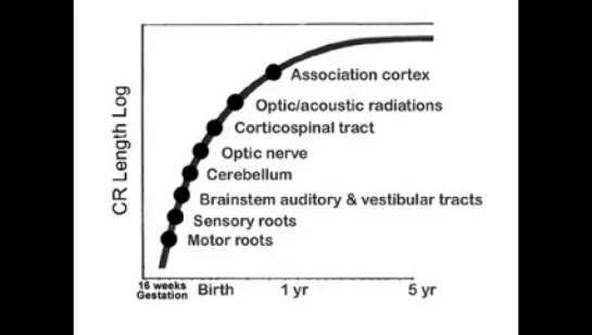 04 - Myelination and Development