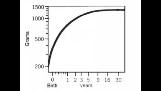 02 - Brain Growth