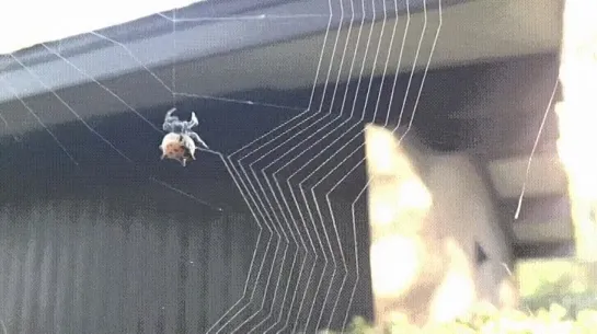 Паучок за работой. Покажите это своим деткам 🐞