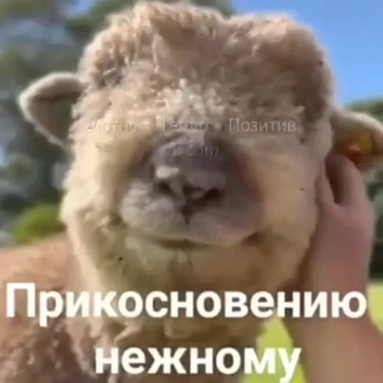 Позитивное видео. Счастья всем!