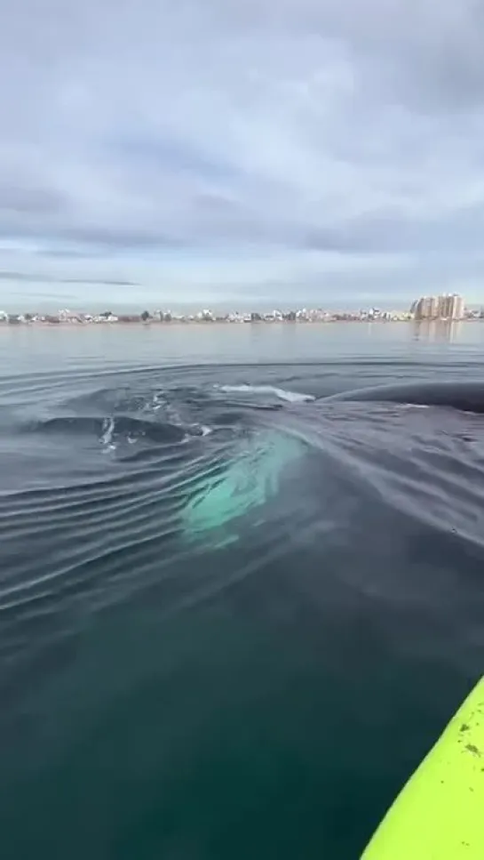 Вот так ставятся мировые рекорды по скорости гребли …😁