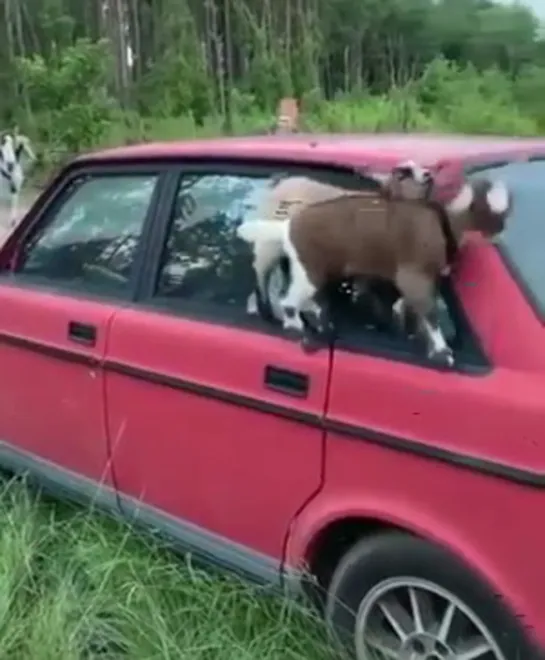 Когда приехал в деревню к родителям похвастаться новой машиной...😊