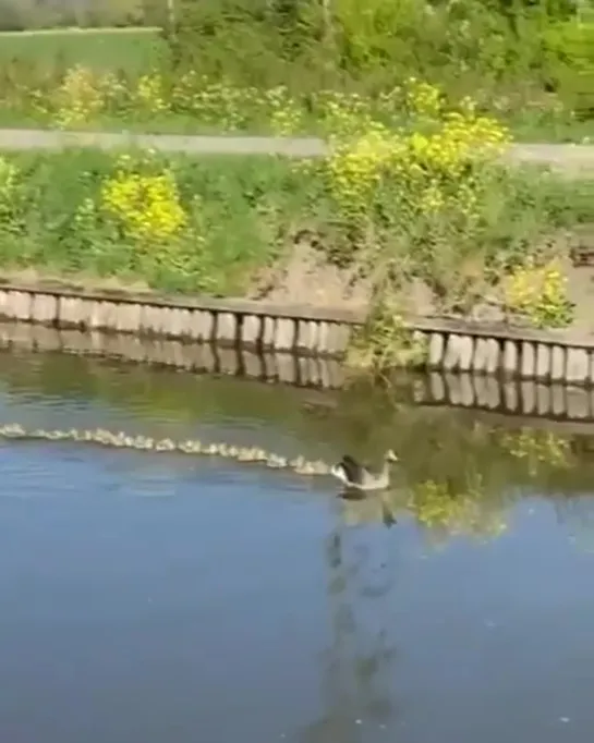 Детский сад идёт на экскурсию....😊