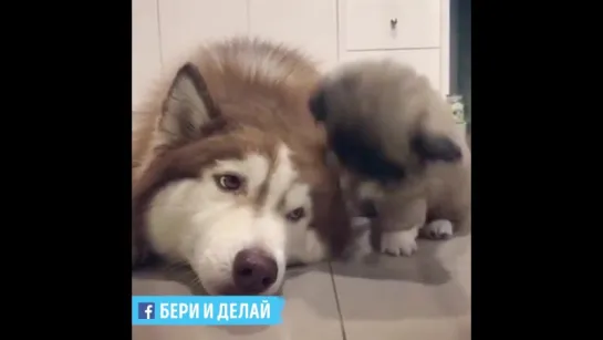 Суперпарочка!🐶