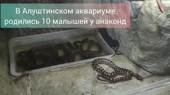 В Крыму впервые родились анаконды 🐍