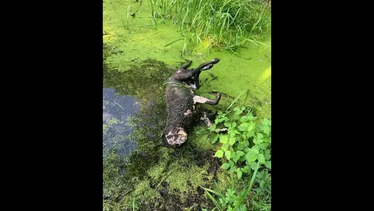 Москва, парк отдыха Братцево.