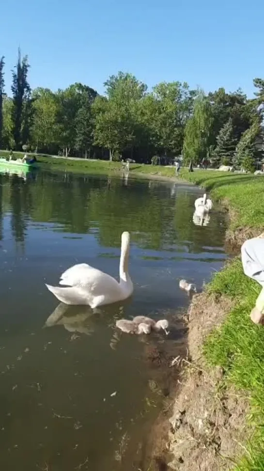 Гагаринский парк в Симферополе