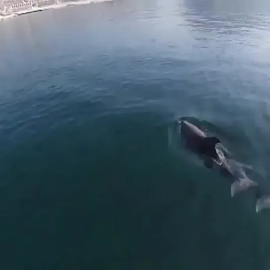 В Чёрном море водятся три вида дельфинов