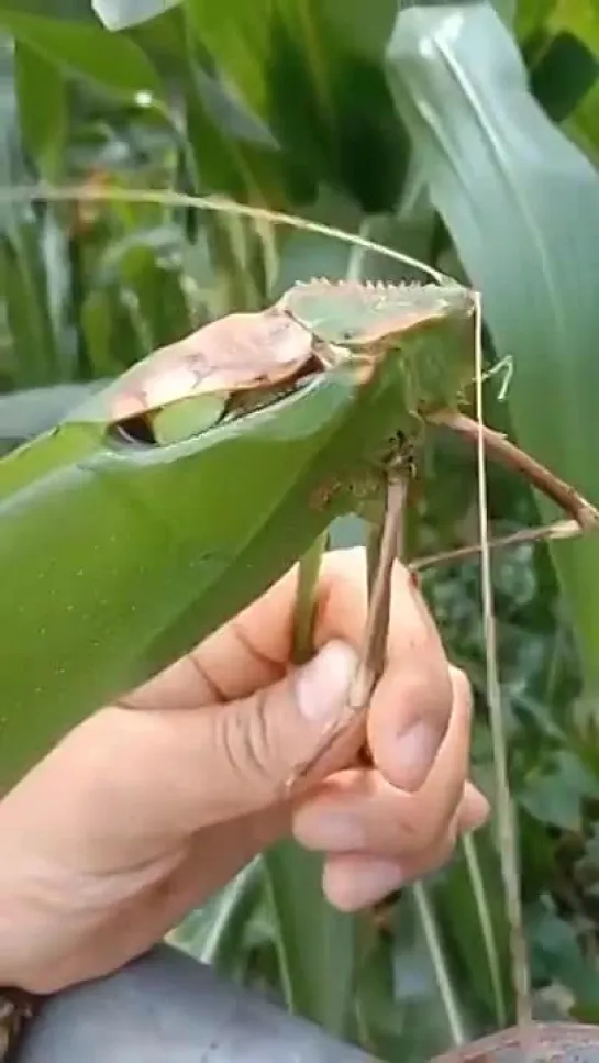 ..зычный кавалер..))).. гигантский Катидид (Arachnacris corporalis),