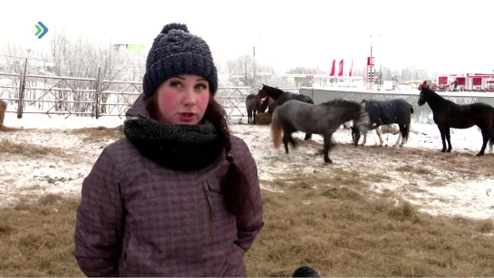 "Время новостей" – Пожар в конюшне