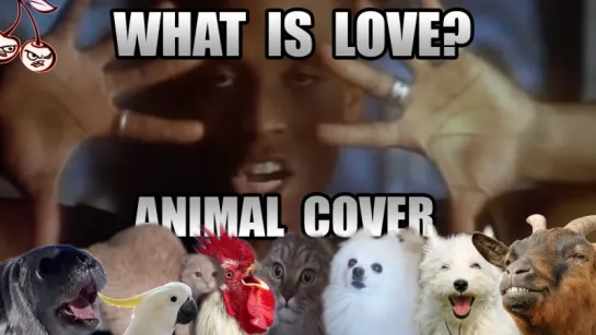 Haddaway - What Is Love (Animal Cover)