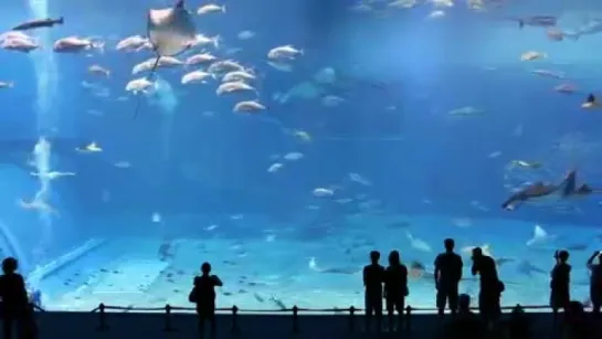 Гигантский океанариум Okinawa Churaumi Aquarium в Японии