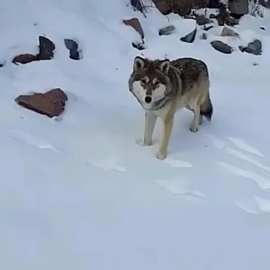 Первый Вегетарианский