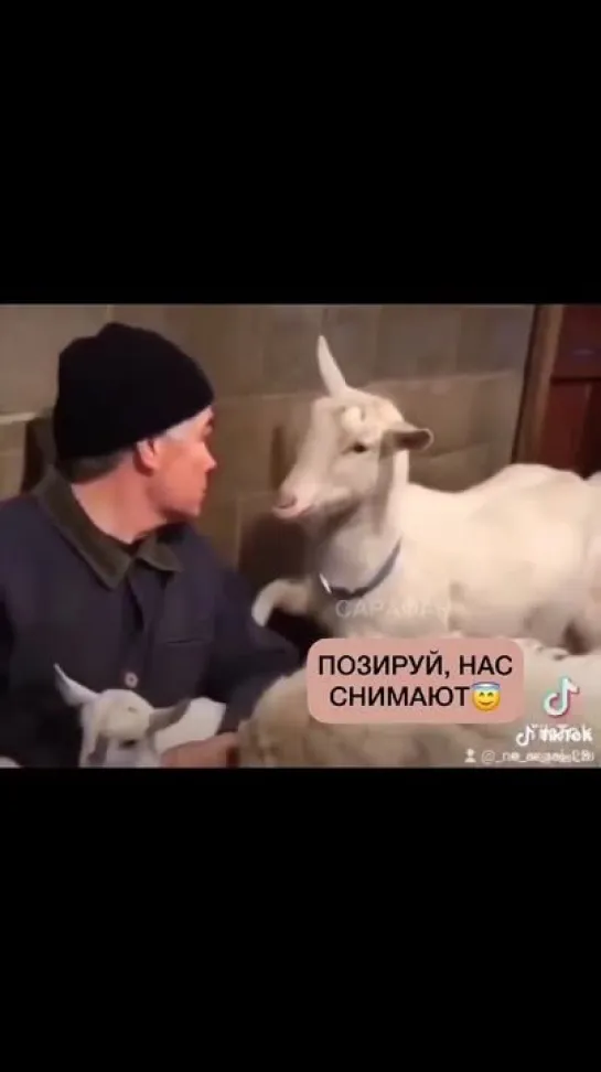 Первый Вегетарианский