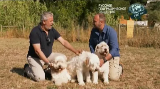 - Планета собак - Португальская овчарка