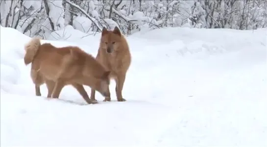 - Планета собак - Карельская лайка