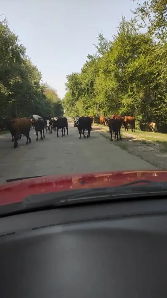 Милкивей на прогулке 🐄🐮