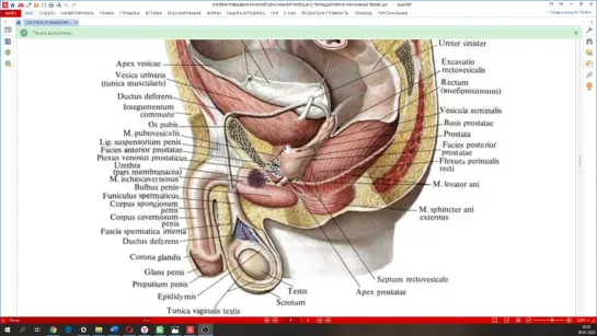 Видеофрагменты со второго занятия интенсива по работе с мужской репродуктивной системой