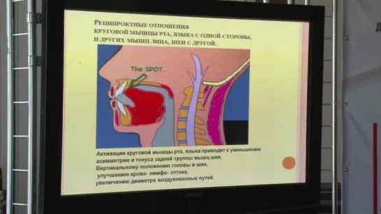 Анисимова Н. А. Миофункциональная ортодонтия.