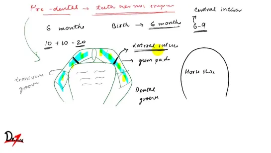 Dental occlusion  Development. Гнатология.