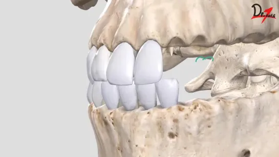 Occlusion in Orthodontics. Гнатология.