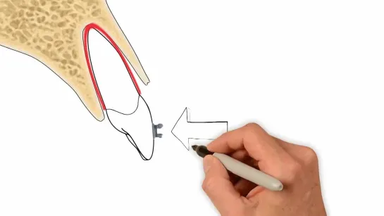 Why Study Biomechanics. Essential Biomechanics. Ортодонтия.