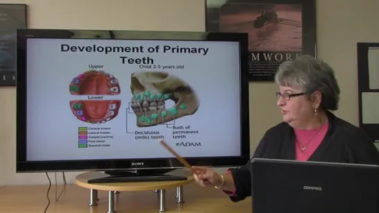 Basic Dental Terminology. Английский для стоматологов.