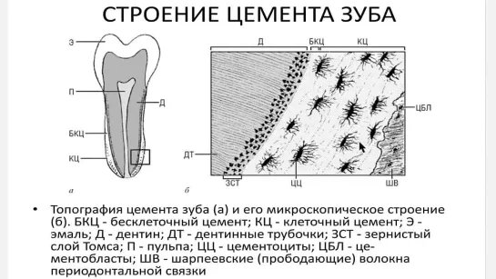 Развитие и строение зубов. Стволовые клетки зуба. Регенераторная медицина. Лекция Лугин И.А.