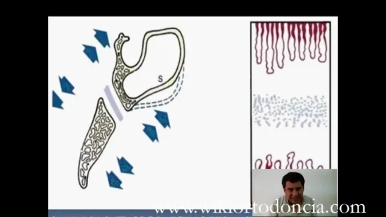 Patrón de Crecimiento Craneofacial en Clase I. Ортодонтия.