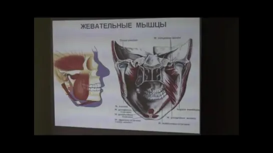 Альберт Давыдов - Кранио-постуральная кинезиотерапия в практической стоматологии