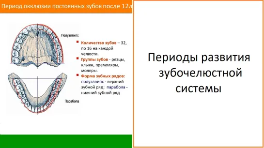 Периоды развития зубочелюстной системы. Пропедевтика МГМСУ. Стоматология.